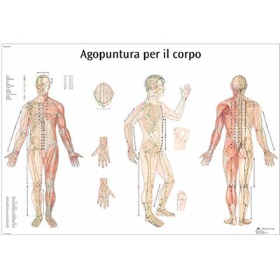 3B Scientific Ganzkörper-Akupunktur-Lerntafel, Akupunktur-Meridian-Poster, Lehrtafel für Akupressurpunkte und Traditionelle Chinesische Medizin 3B Scientific Ganzkörper-Akupunktur-Lerntafel, Akupunktur-Meridian-Poster, Lehrtafel für Akupressurpunkte und Traditionelle Chinesische Medizin