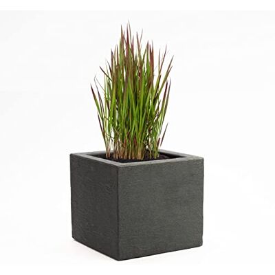 Pflanzwerk ® Pflanzkübel Cube Anthrazit Kunststoff 42x50x50cm *Größe auswählbar* *Frostbeständiger Blumenkübel* *100% ÖKOLOGISCH* *2 Jahre GARANTIE* *Qualitätsware* Pflanzwerk ® Pflanzkübel Cube Anthrazit Kunststoff 42x50x50cm *Größe auswählbar* *Frostbeständiger Blumenkübel* *100% ÖKOLOGISCH* *2 Jahre GARANTIE* *Qualitätsware*