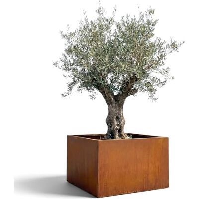 Czaja Cortenstahl Pflanzkübel 80x80x60 cm Fiorella – mit Bodenplatte Rost Deko Blumenkübel quadratisch – wetterfest & langlebig – Garten Terrasse – Edelrost Pflanzgefäß Czaja Cortenstahl Pflanzkübel 80x80x60 cm Fiorella – mit Bodenplatte Rost Deko Blumenkübel quadratisch – wetterfest & langlebig – Garten Terrasse – Edelrost Pflanzgefäß