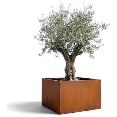 Czaja Cortenstahl Pflanzkübel 80x80x60 cm Fiorella – ohne Bodenplatte Rost Deko Blumenkübel quadratisch – wetterfest & langlebig – Garten Terrasse – Edelrost Pflanzgefäß Czaja Cortenstahl Pflanzkübel 80x80x60 cm Fiorella – ohne Bodenplatte Rost Deko Blumenkübel quadratisch – wetterfest & langlebig – Garten Terrasse – Edelrost Pflanzgefäß