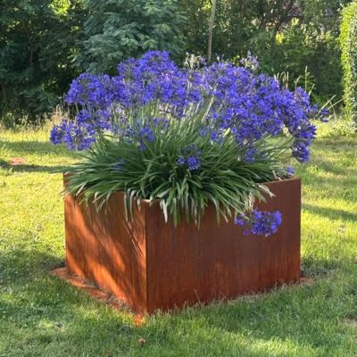 Czaja Cortenstahl Pflanzkübel 80x80x50 cm Fiorella – ohne Bodenplatte Rost Deko Blumenkübel quadratisch – wetterfest & langlebig – Garten Terrasse – Edelrost Pflanzgefäß Czaja Cortenstahl Pflanzkübel 80x80x50 cm Fiorella – ohne Bodenplatte Rost Deko Blumenkübel quadratisch – wetterfest & langlebig – Garten Terrasse – Edelrost Pflanzgefäß