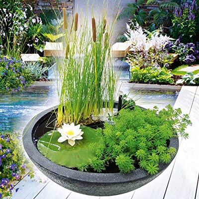 Heissner Wassergarten,55x55x30cm,rund,schwarz (015165-00) Heissner Wassergarten,55x55x30cm,rund,schwarz (015165-00)