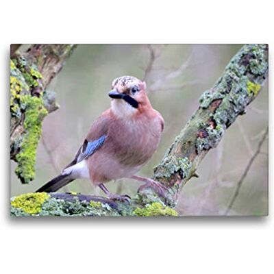 CALVENDO Premium Textil-Leinwand 45 x 30 cm Quer-Format Vögel aus Wald und Garten Der Eichelhäher Wandbild, HD-Bild auf Keilrahmen, Fertigbild auf hochwertigem Vlies, Leinwanddruck von Arno Klatt CALVENDO Premium Textil-Leinwand 45 x 30 cm Quer-Format Vögel aus Wald und Garten Der Eichelhäher Wandbild, HD-Bild auf Keilrahmen, Fertigbild auf hochwertigem Vlies, Leinwanddruck von Arno Klatt