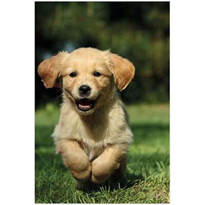 Wallario Poster Süßer Hund Golden Retriever in Premiumqualität, Größe: 61 x 91,5 cm (Maxiposter) Wallario Poster Süßer Hund Golden Retriever in Premiumqualität, Größe: 61 x 91,5 cm (Maxiposter)