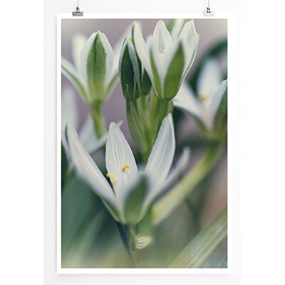 Zone Home Bild Art Fotos – Schneeglöckchen im Frühling- Poster Fotodruck in höchster Qualität Zone Home Bild Art Fotos – Schneeglöckchen im Frühling- Poster Fotodruck in höchster Qualität