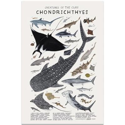 kerneLight Hai-Wandkunst, Tierbilder, Chondrichthyes Leitfaden, Wissen, Drucke, Tiere, Fische, Leinwand, Diagramm, Raumästhetik für Zuhause, Klassenzimmer, Büro, Badezimmer, Wanddekoration, 40,6 x 61 cm, kerneLight Hai-Wandkunst, Tierbilder, Chondrichthyes Leitfaden, Wissen, Drucke, Tiere, Fische, Leinwand, Diagramm, Raumästhetik für Zuhause, Klassenzimmer, Büro, Badezimmer, Wanddekoration, 40,6 x 61 cm,