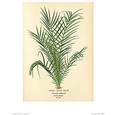 Piddix "Spiny Date Palm 30 x 40cm Kunstdruck Piddix "Spiny Date Palm 30 x 40cm Kunstdruck
