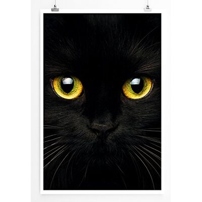 Zone Home Bild Tierbilder – Schwarze Katze mit strahlend gelben Augen- Poster Fotodruck in höchster Qualität Zone Home Bild Tierbilder – Schwarze Katze mit strahlend gelben Augen- Poster Fotodruck in höchster Qualität