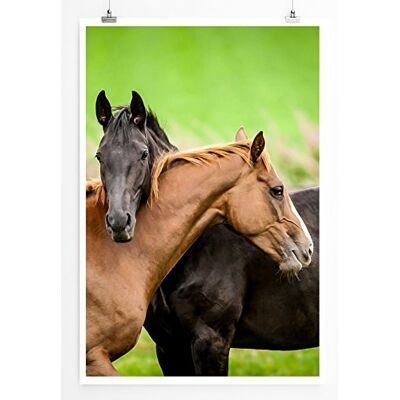 Zone Home Bild Tierbilder – Zwei befreundete Pferde- Poster Fotodruck in höchster Qualität Zone Home Bild Tierbilder – Zwei befreundete Pferde- Poster Fotodruck in höchster Qualität