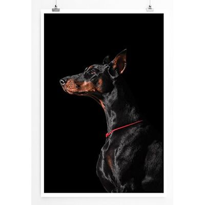 Zone Home Bild Tierbilder – Porträt eines schwarzen Dobermanns von der Seite- Poster Fotodruck in höchster Qualität Zone Home Bild Tierbilder – Porträt eines schwarzen Dobermanns von der Seite- Poster Fotodruck in höchster Qualität