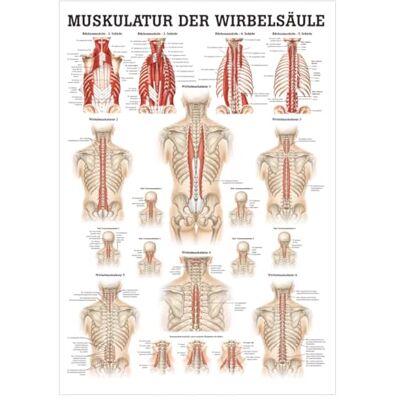 Sport-Tec Muskulatur der Wirbelsäule Mini-Poster Anatomie 34x24 cm medizinische Lehrmittel Sport-Tec Muskulatur der Wirbelsäule Mini-Poster Anatomie 34x24 cm medizinische Lehrmittel