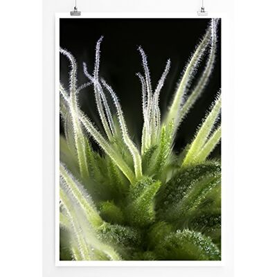 Zone Home Bild Naturbilder – Detail Einer Cannabis Knospe- Poster Fotodruck in höchster Qualität Zone Home Bild Naturbilder – Detail Einer Cannabis Knospe- Poster Fotodruck in höchster Qualität