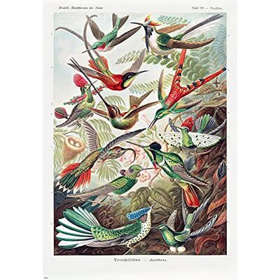 Close Up Ernst Haeckel Poster Kolibris (Trochilidae) Poster Ernst Haeckel Kunstformen der Natur Tafel 99 (61cm x 91,5cm) Close Up Ernst Haeckel Poster Kolibris (Trochilidae) Poster Ernst Haeckel Kunstformen der Natur Tafel 99 (61cm x 91,5cm)