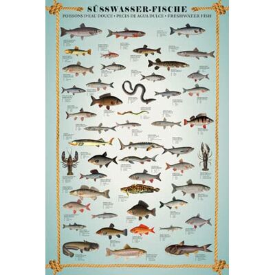 empireposter Educational Bildung Süsswasserfische Lernposter Druck Grösse 61x91,5 + 2 St Posterleisten Kunststoff 62 cm transparent empireposter Educational Bildung Süsswasserfische Lernposter Druck Grösse 61x91,5 + 2 St Posterleisten Kunststoff 62 cm transparent