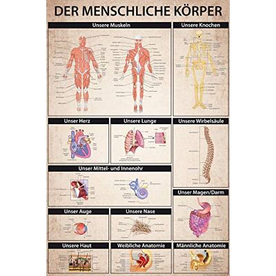 1art1 Der Menschliche Körper XXL Poster Anatomie, Muskeln Knochen Organe Plakat Bild 120x80 cm 1art1 Der Menschliche Körper XXL Poster Anatomie, Muskeln Knochen Organe Plakat Bild 120x80 cm