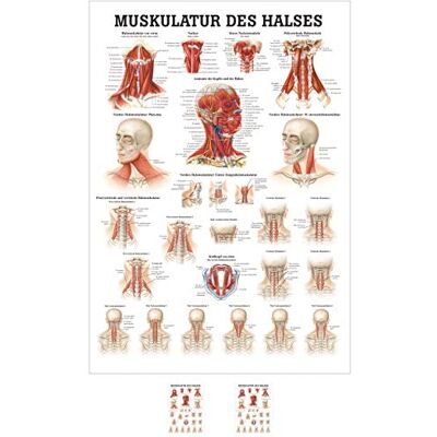 Sport-Tec Muskulatur des Halses Mini-Poster Anatomie 34x24 cm medizinische Lehrmittel Sport-Tec Muskulatur des Halses Mini-Poster Anatomie 34x24 cm medizinische Lehrmittel