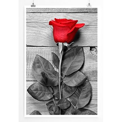 Zone Home Bild Art Fotos – Rote Rose mit grauem Hintergrund- Poster Fotodruck in höchster Qualität Zone Home Bild Art Fotos – Rote Rose mit grauem Hintergrund- Poster Fotodruck in höchster Qualität