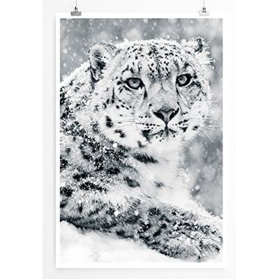 Zone Home Bild Tierbilder – Anmutiger Schneeleopard schwarz weiß- Poster Fotodruck in höchster Qualität Zone Home Bild Tierbilder – Anmutiger Schneeleopard schwarz weiß- Poster Fotodruck in höchster Qualität