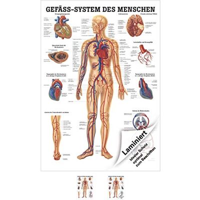 Sport-Tec Gefäßsystem Mini-Poster Anatomie 34x24 cm medizinische Lehrmittel Sport-Tec Gefäßsystem Mini-Poster Anatomie 34x24 cm medizinische Lehrmittel