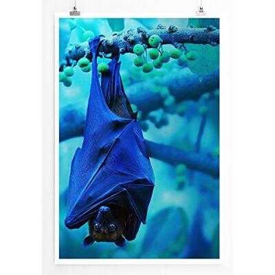 Zone Home Bild Tierbilder – Herunterhängende Fledermaus- Poster Fotodruck in höchster Qualität Zone Home Bild Tierbilder – Herunterhängende Fledermaus- Poster Fotodruck in höchster Qualität