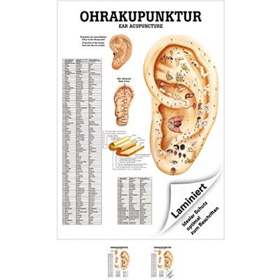 Sport-Tec Ohrakupunktur Mini-Poster Anatomie 34x24 cm medizinische Lehrmittel Sport-Tec Ohrakupunktur Mini-Poster Anatomie 34x24 cm medizinische Lehrmittel