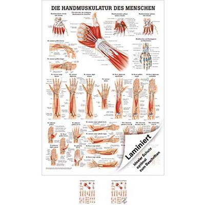 Sport-Tec Handmuskulatur Mini-Poster Anatomie 34x24 cm medizinische Lehrmittel Sport-Tec Handmuskulatur Mini-Poster Anatomie 34x24 cm medizinische Lehrmittel