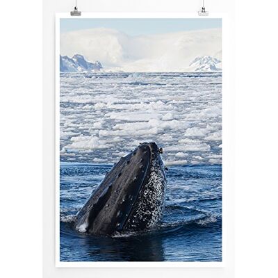 Zone Home Bild Tierbilder – Blauwal im Eismeer- Poster Fotodruck in höchster Qualität Zone Home Bild Tierbilder – Blauwal im Eismeer- Poster Fotodruck in höchster Qualität