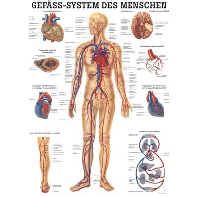 Sport-Tec Gefäßsystem Mini-Poster Anatomie 34x24 cm medizinische Lehrmittel Sport-Tec Gefäßsystem Mini-Poster Anatomie 34x24 cm medizinische Lehrmittel