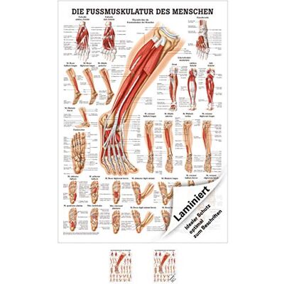Sport-Tec Die Fußmuskulatur Mini-Poster Anatomie 34x24 cm medizinische Lehrmittel Sport-Tec Die Fußmuskulatur Mini-Poster Anatomie 34x24 cm medizinische Lehrmittel