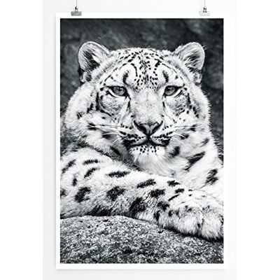 Zone Home Bild Tierbilder – Porträt eines Schneeleoparden schwarz weiß- Poster Fotodruck in höchster Qualität Zone Home Bild Tierbilder – Porträt eines Schneeleoparden schwarz weiß- Poster Fotodruck in höchster Qualität