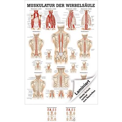 Sport-Tec Muskulatur der Wirbelsäule Mini-Poster Anatomie 34x24 cm medizinische Lehrmittel Sport-Tec Muskulatur der Wirbelsäule Mini-Poster Anatomie 34x24 cm medizinische Lehrmittel