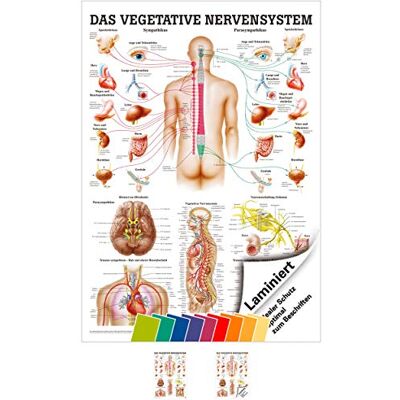 Sport-Tec Vegetatives Nervensystem Mini-Poster Anatomie 34x24 cm med. Lehrmittel Sport-Tec Vegetatives Nervensystem Mini-Poster Anatomie 34x24 cm med. Lehrmittel
