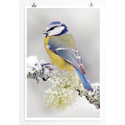 Zone Home Bild Tierbilder – Blaumeise im Winter- Poster Fotodruck in höchster Qualität Zone Home Bild Tierbilder – Blaumeise im Winter- Poster Fotodruck in höchster Qualität