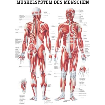 Sport-Tec Muskelsystem Mini-Poster Anatomie 34x24 cm medizinische Lehrmittel Sport-Tec Muskelsystem Mini-Poster Anatomie 34x24 cm medizinische Lehrmittel