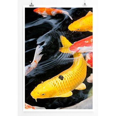 Zone Home Bild Tierbilder – Koikarpfen im Teich- Poster Fotodruck in höchster Qualität Zone Home Bild Tierbilder – Koikarpfen im Teich- Poster Fotodruck in höchster Qualität