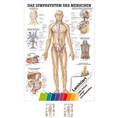 Sport-Tec Lymphsystem Mini-Poster Anatomie 34x24 cm medizinische Lehrmittel Sport-Tec Lymphsystem Mini-Poster Anatomie 34x24 cm medizinische Lehrmittel