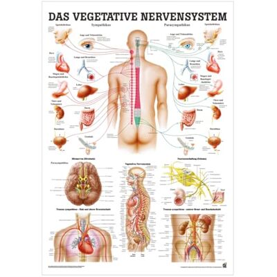 Sport-Tec Vegetatives Nervensystem Mini-Poster Anatomie 34x24 cm med. Lehrmittel Sport-Tec Vegetatives Nervensystem Mini-Poster Anatomie 34x24 cm med. Lehrmittel