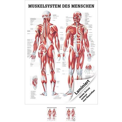 Sport-Tec Muskelsystem Mini-Poster Anatomie 34x24 cm medizinische Lehrmittel Sport-Tec Muskelsystem Mini-Poster Anatomie 34x24 cm medizinische Lehrmittel