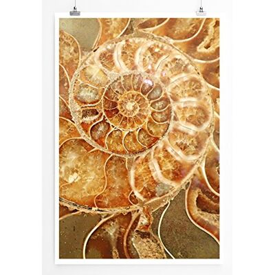 Zone Home Bild Naturbilder – Ammonit Fossil in Goldtönen- Poster Fotodruck in höchster Qualität Zone Home Bild Naturbilder – Ammonit Fossil in Goldtönen- Poster Fotodruck in höchster Qualität
