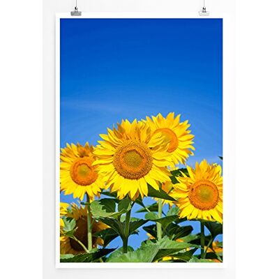 Zone Home Bild Naturbilder – Strahlende Sonnenblumen am blauen Himmel- Poster Fotodruck in höchster Qualität Zone Home Bild Naturbilder – Strahlende Sonnenblumen am blauen Himmel- Poster Fotodruck in höchster Qualität