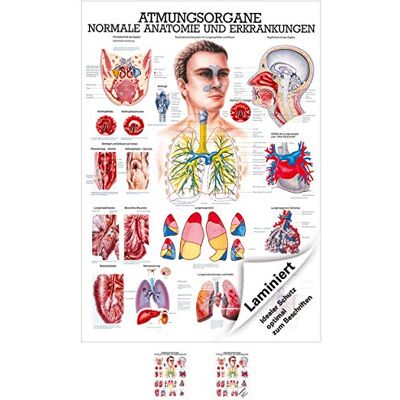 Sport-Tec Atmungsorgane Mini-Poster Anatomie 34x24 cm medizinische Lehrmittel Sport-Tec Atmungsorgane Mini-Poster Anatomie 34x24 cm medizinische Lehrmittel