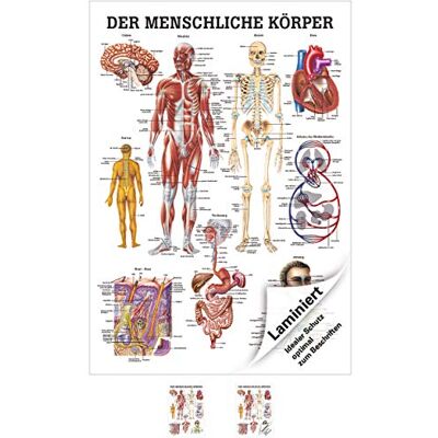 Sport-Tec Der menschliche Körper Mini-Poster Anatomie 34x24 cm medizinische Lehrmittel Sport-Tec Der menschliche Körper Mini-Poster Anatomie 34x24 cm medizinische Lehrmittel