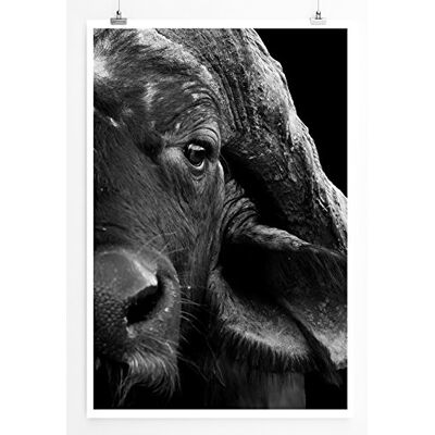 Zone Home Bild Tierbilder – Afrikanischer Kaffernbüffel schwarz weiß- Poster Fotodruck in höchster Qualität Zone Home Bild Tierbilder – Afrikanischer Kaffernbüffel schwarz weiß- Poster Fotodruck in höchster Qualität