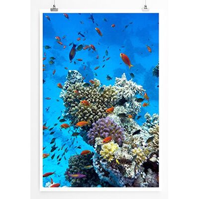 Zone Home Bild Naturbilder – Tropisches Korallenriff mit orangen Fischen- Poster Fotodruck in höchster Qualität Zone Home Bild Naturbilder – Tropisches Korallenriff mit orangen Fischen- Poster Fotodruck in höchster Qualität
