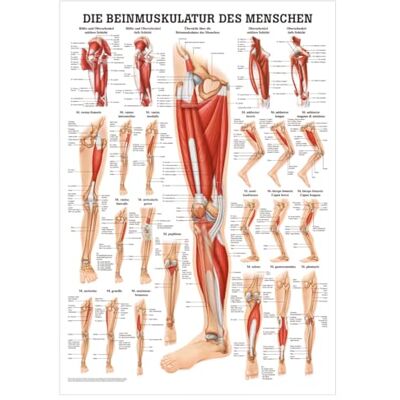Sport-Tec Die Beinmuskulatur Mini-Poster Anatomie 34x24 cm medizinische Lehrmittel Sport-Tec Die Beinmuskulatur Mini-Poster Anatomie 34x24 cm medizinische Lehrmittel