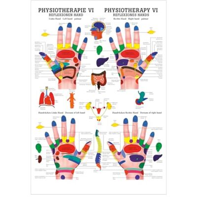Sport-Tec Reflexzonen Hand Mini-Poster Anatomie 34x24 cm medizinische Lehrmittel Sport-Tec Reflexzonen Hand Mini-Poster Anatomie 34x24 cm medizinische Lehrmittel