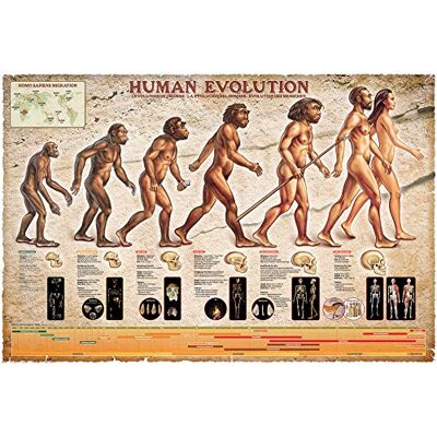 empireposter Educational Bildung Human Evolution Bildungsposter Plakat Druck Maxiposter Version in Englisch Größe 91,5x61 cm + 1 Ü-Poster der Grösse 61x91,5cm empireposter Educational Bildung Human Evolution Bildungsposter Plakat Druck Maxiposter Version in Englisch Größe 91,5x61 cm + 1 Ü-Poster der Grösse 61x91,5cm
