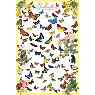 empireposter Educational Bildung Schmetterlinge Butterflies Bildungsposter Plakat Druck Maxiposter Version in Englisch Grösse 61x91,5 cm + 1 Packung Powerstrips® Inhalt 20 Stück empireposter Educational Bildung Schmetterlinge Butterflies Bildungsposter Plakat Druck Maxiposter Version in Englisch Grösse 61x91,5 cm + 1 Packung Powerstrips® Inhalt 20 Stück