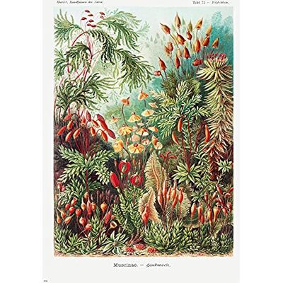 Close Up Ernst Haeckel Laubmoose Muscinae Poster Vintage Kunst bunt aus: Kunstformen der Natur Tafel 72 61cm x 91,5cm Close Up Ernst Haeckel Laubmoose Muscinae Poster Vintage Kunst bunt aus: Kunstformen der Natur Tafel 72 61cm x 91,5cm