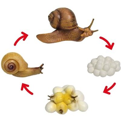TimeTEX Lebenszyklus "SCHNECKE" Detailgetreue Entwicklungsstadien für spielerisches Lernen Inhalt: 4 Modelle; Eier bis Schnecke, mit digitalen Übungen; Für Kinder ab 4 TimeTEX Lebenszyklus "SCHNECKE" Detailgetreue Entwicklungsstadien für spielerisches Lernen Inhalt: 4 Modelle; Eier bis Schnecke, mit digitalen Übungen; Für Kinder ab 4